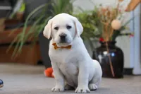 Silas, a male Labrador Retriever for sale in Dundee, OH – Photo 4 of 5