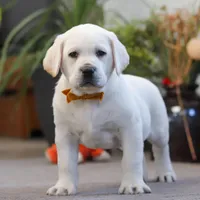 Silas, a male Labrador Retriever for sale in Dundee, OH – Photo 1 of 5