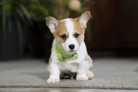 Freddy, a male Pembroke Welsh Corgi for sale in Dundee, OH – Photo 4 of 8