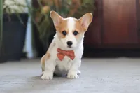 Freddy, a male Pembroke Welsh Corgi for sale in Dundee, OH – 3 of 5