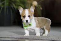 Freddy, a male Pembroke Welsh Corgi for sale in Dundee, OH – Photo 7 of 8