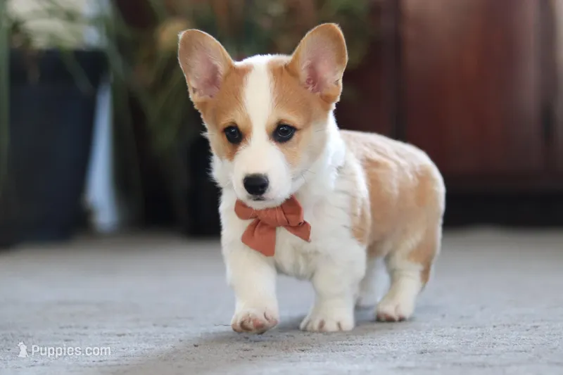 Freddy – Pembroke Welsh Corgi puppy for sale in Dundee, OH