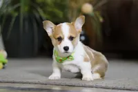 Freddy, a male Pembroke Welsh Corgi for sale in Dundee, OH – Photo 6 of 8