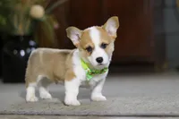 Freddy, a male Pembroke Welsh Corgi for sale in Dundee, OH – Photo 3 of 8