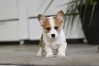 Freddy, a male Pembroke Welsh Corgi for sale in Dundee, OH – Photo 5 of 8