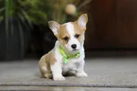 Freddy, a male Pembroke Welsh Corgi for sale in Dundee, OH – Photo 8 of 8