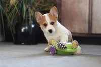 Freddy, a male Pembroke Welsh Corgi for sale in Dundee, OH – 2 of 5