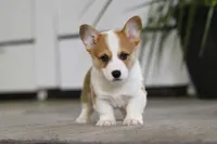 Freddy, a male Pembroke Welsh Corgi for sale in Dundee, OH – Photo 2 of 8