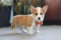 Freddy, a male Pembroke Welsh Corgi for sale in Dundee, OH – 4 of 5