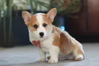 Freddy, a male Pembroke Welsh Corgi for sale in Dundee, OH – 5 of 5