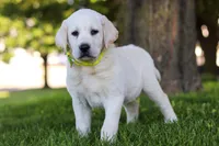 Bobby, a male Labrador Retriever for sale in Dundee, OH – 2 of 7