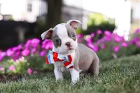 Bingo, a male Boston Terrier for sale in Dundee, OH – 7 of 8