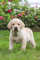 Bela, a female Labrador Retriever for sale in Dundee, OH – 6 of 7