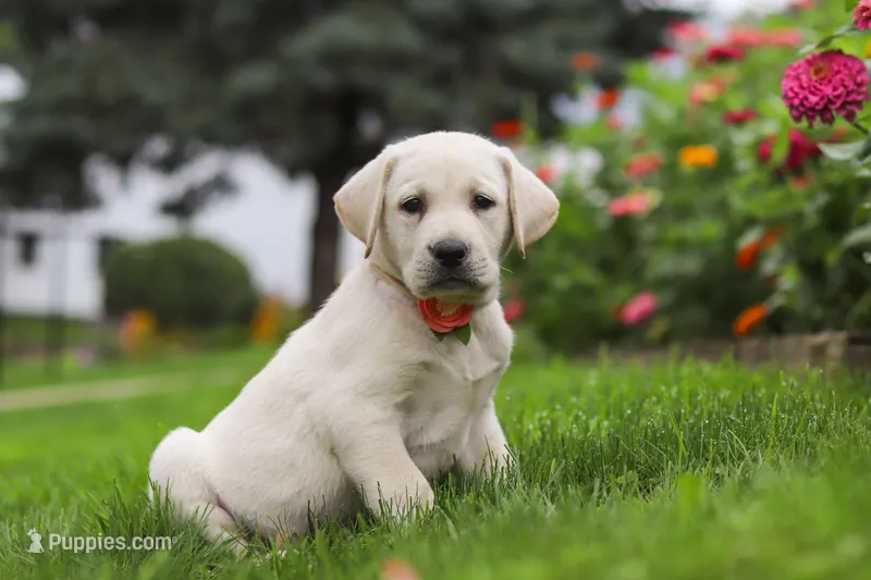 Beth – Labrador Retriever puppy for sale in Dundee, OH
