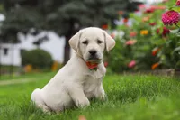 Beth, a female Labrador Retriever for sale in Dundee, OH – 1 of 7