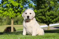 Buddy, a male Labrador Retriever for sale in Dundee, OH – 4 of 7