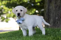 Bert, a male Labrador Retriever for sale in Dundee, OH – 5 of 7
