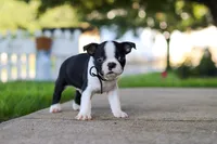 Seth, a male Boston Terrier for sale in Dundee, OH – 6 of 8