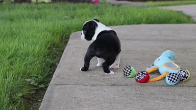 Seth, a male Boston Terrier for sale in Dundee, OH – 8 of 8