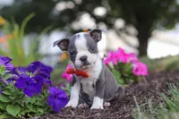 Bradie, a male Boston Terrier for sale in Dundee, OH – 2 of 9