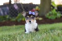 Debbie, a female Pembroke Welsh Corgi for sale in Dundee, OH – 4 of 8