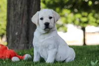 Billy, a male Labrador Retriever for sale in Dundee, OH – 5 of 7