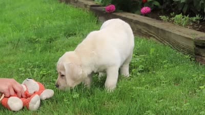 Brittany, a female Labrador Retriever for sale in Dundee, OH – 7 of 7