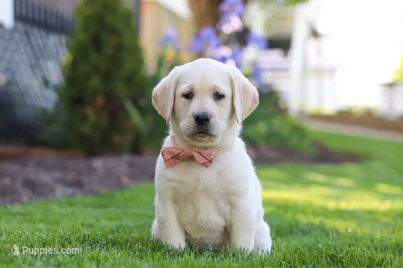 Bela – Labrador Retriever puppy for sale in Dundee, OH