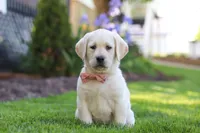 Bela, a female Labrador Retriever for sale in Dundee, OH – 1 of 8