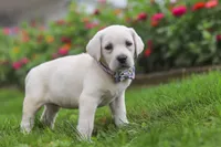 Breanna, a female Labrador Retriever for sale in Dundee, OH – 4 of 7