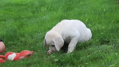 Beth, a female Labrador Retriever for sale in Dundee, OH – 7 of 7