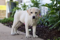 Betsy, a female Labrador Retriever for sale in Dundee, OH – 3 of 6