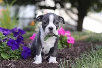 Bennie, a male Boston Terrier for sale in Dundee, OH – 7 of 10
