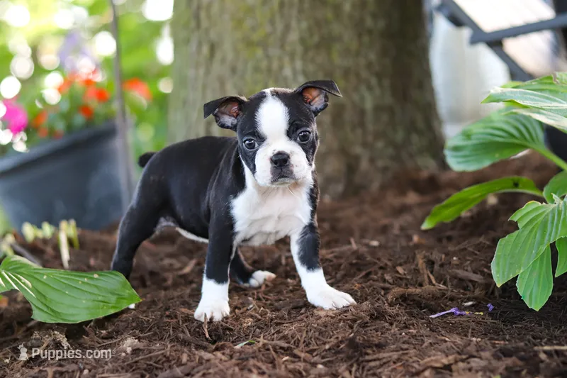 Missy – Boston Terrier puppy for sale in Dundee, OH