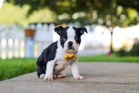Shawn, a male Boston Terrier for sale in Dundee, OH – 4 of 7