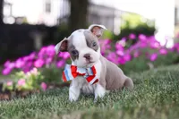 Bingo, a male Boston Terrier for sale in Dundee, OH – 5 of 8