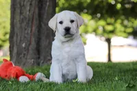 Billy, a male Labrador Retriever for sale in Dundee, OH – 2 of 7
