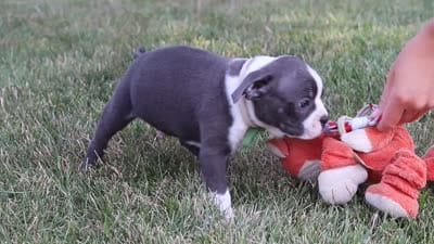 Bennie, a male Boston Terrier for sale in Dundee, OH – 10 of 10