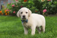 Bennie, a male Labrador Retriever for sale in Dundee, OH – 2 of 7