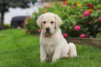 Brittany, a female Labrador Retriever for sale in Dundee, OH – 2 of 7