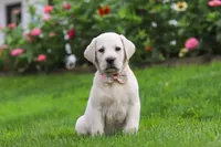 Barbie, a female Labrador Retriever for sale in Dundee, OH – 8 of 8