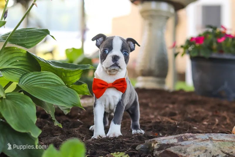 Miles – Boston Terrier puppy for sale in Dundee, OH
