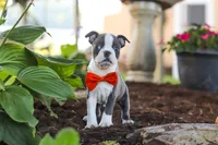 Miles, a male Boston Terrier for sale in Dundee, OH – 1 of 10