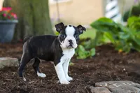 Maverick, a male Boston Terrier for sale in Dundee, OH – 4 of 9