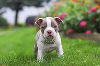 Sonny, a male Boston Terrier for sale in Dundee, OH – 2 of 6
