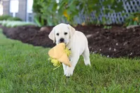 Kathy, a female Labrador Retriever for sale in Dundee, OH – 7 of 10