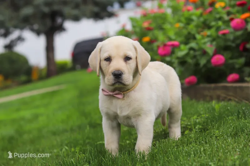Brittany – Labrador Retriever puppy for sale in Dundee, OH