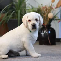 Seth, a male Labrador Retriever for sale in Dundee, OH – Photo 3 of 7