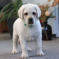 Seth, a male Labrador Retriever for sale in Dundee, OH – Photo 7 of 7