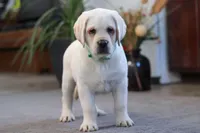 Seth, a male Labrador Retriever for sale in Dundee, OH – Photo 7 of 7